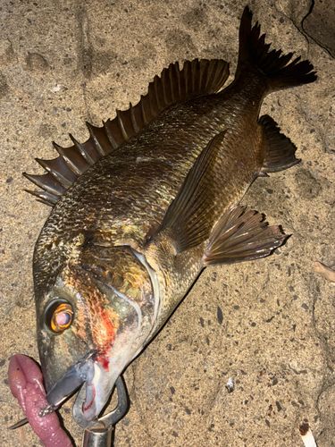 チヌの釣果