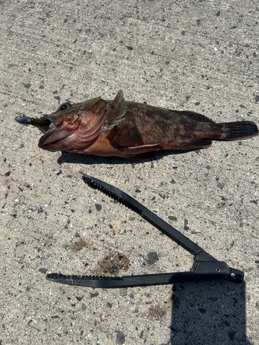 アラカブの釣果