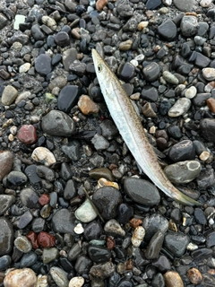 カマスの釣果