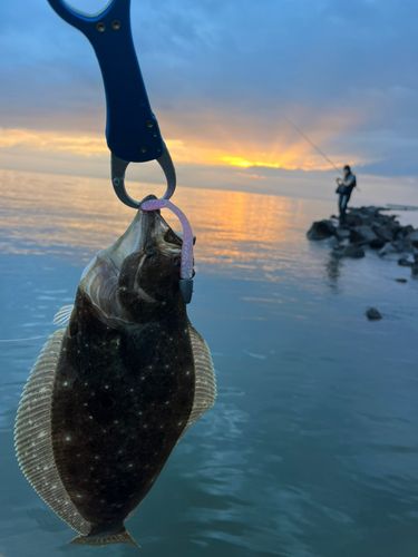 ヒラメの釣果