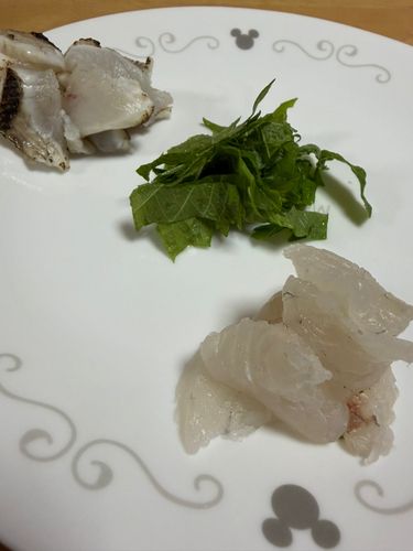 メジナの釣果