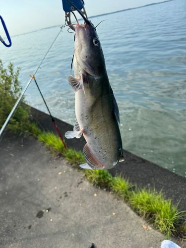 アメリカナマズの釣果