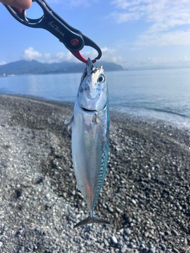 ソウダガツオの釣果