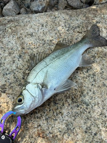 ヒラスズキの釣果・釣り情報まとめ【2026年最新】 - アングラーズ 