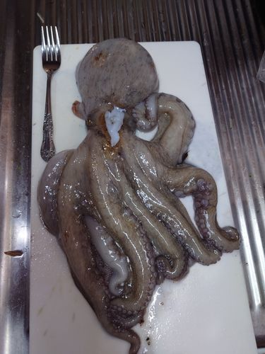 タコの釣果