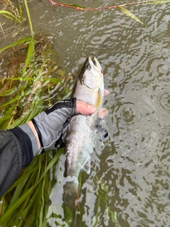 ヤマメの釣果