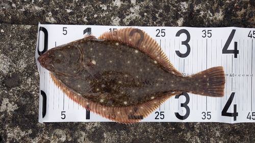 ヒラメの釣果