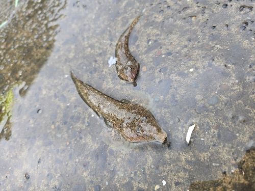 ハゼの釣果