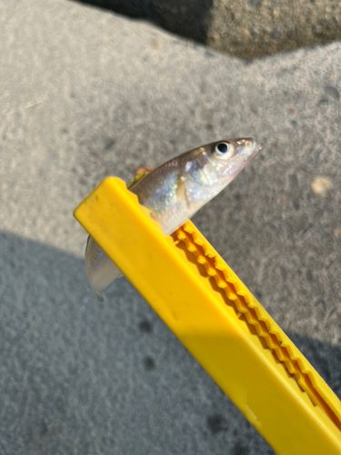 キスの釣果