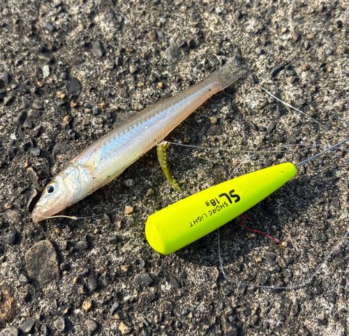 キスの釣果
