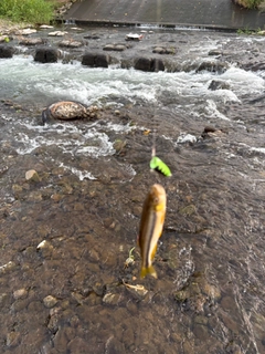 カワムツの釣果
