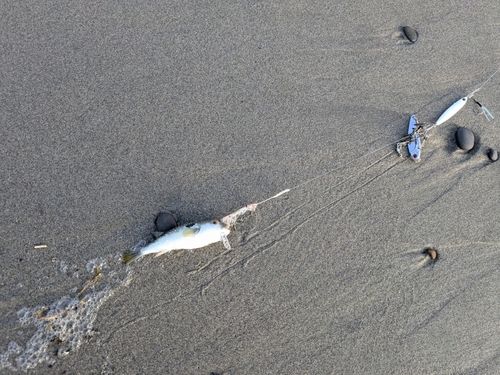 クサフグの釣果