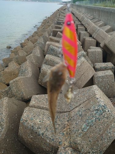 メゴチの釣果