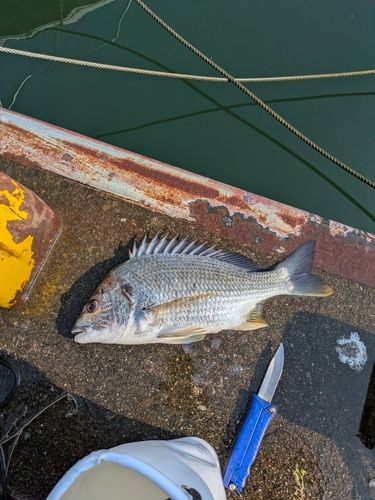 キビレの釣果