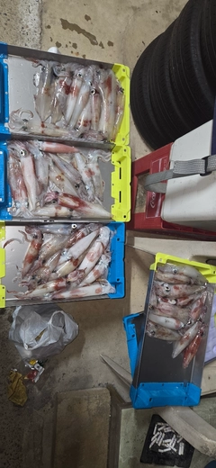 ケンサキイカの釣果