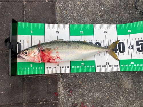 サバの釣果