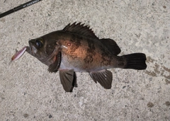メバルの釣果