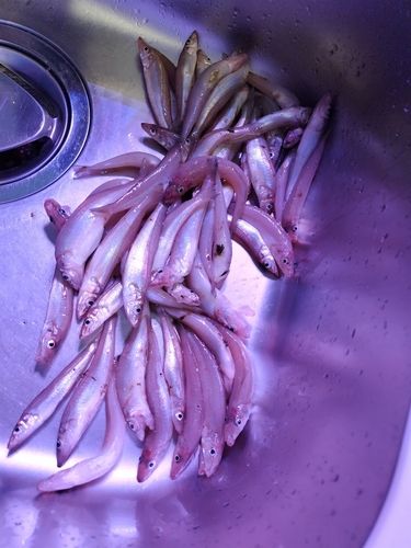 キスの釣果