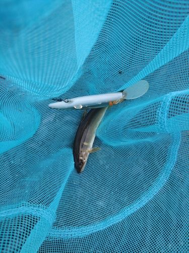 アユの釣果