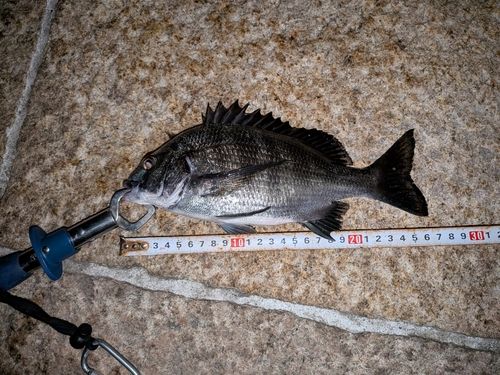 クロダイの釣果