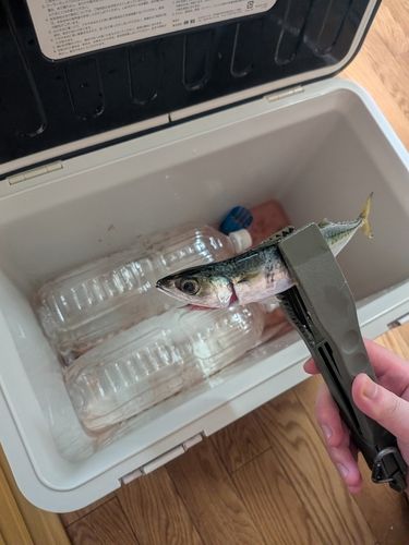 釣果