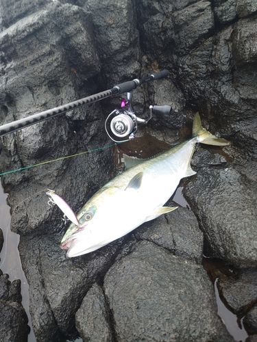 ブリの釣果