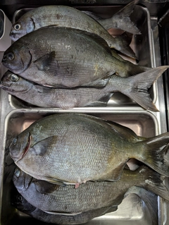 イスズミの釣果