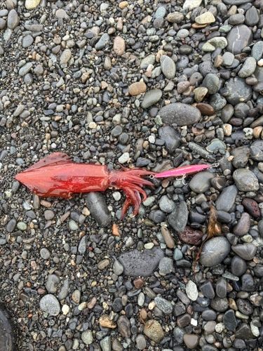 ケンサキイカの釣果