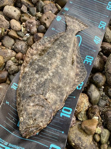 ヒラメの釣果