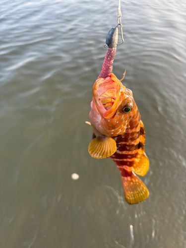 キジハタの釣果