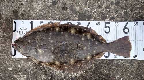 ヒラメの釣果