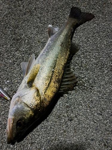 シーバスの釣果