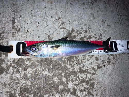 サバの釣果