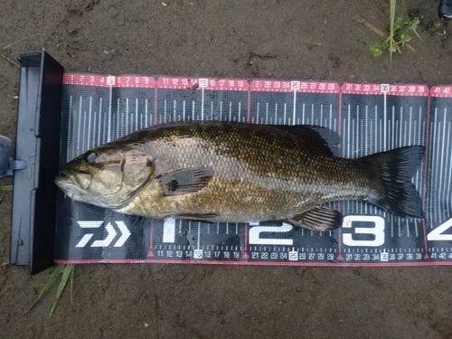 スモールマウスバスの釣果