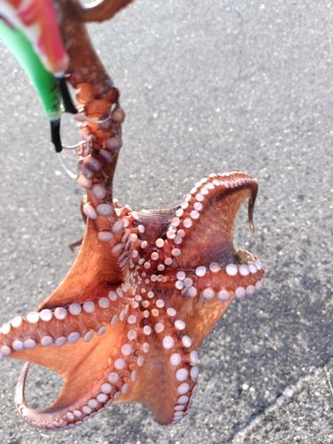 タコの釣果