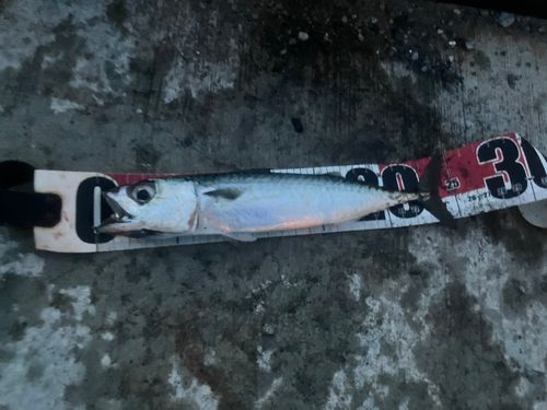サバの釣果