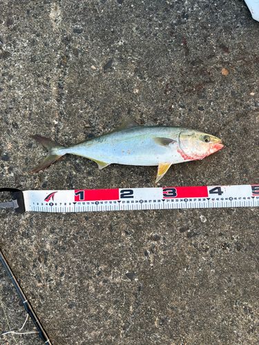 イナダの釣果