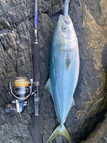 ヤズの釣果