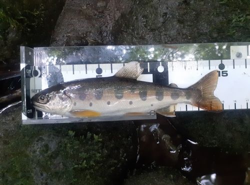 ヤマメの釣果
