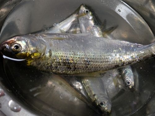 コノシロの釣果
