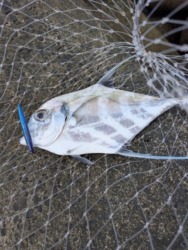 イトヒキアジの釣果