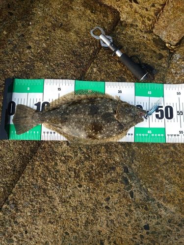 ヒラメの釣果