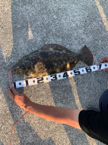ヒラメの釣果