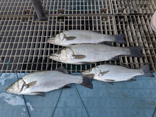 ヒラスズキの釣果