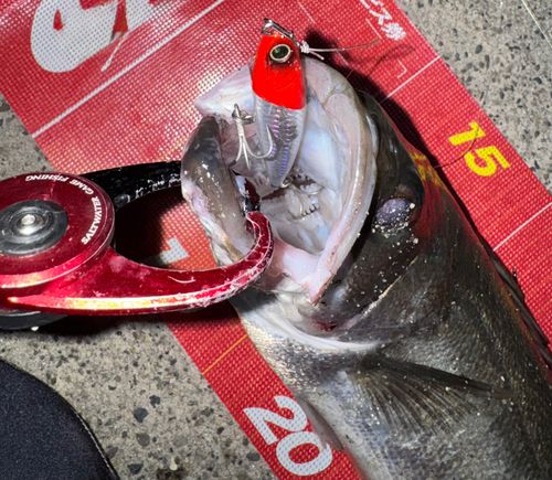 シーバスの釣果
