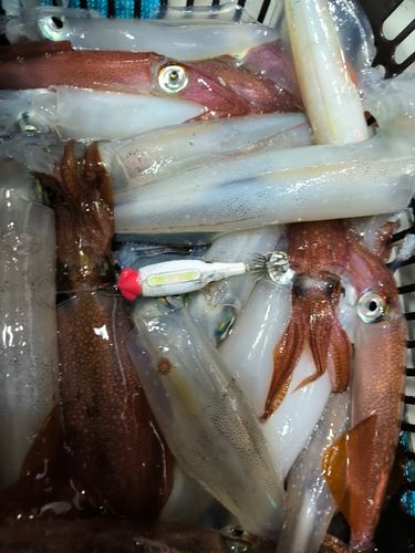 マイカの釣果