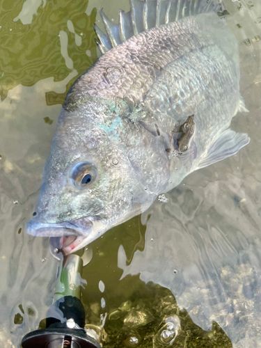 チヌの釣果