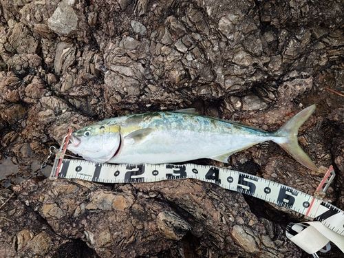 イナダの釣果