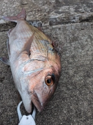タイの釣果