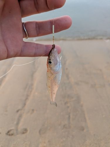 シロギスの釣果